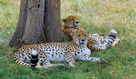 Two cheetahs lying in the grass under a tree, one resting its head on the other's back.