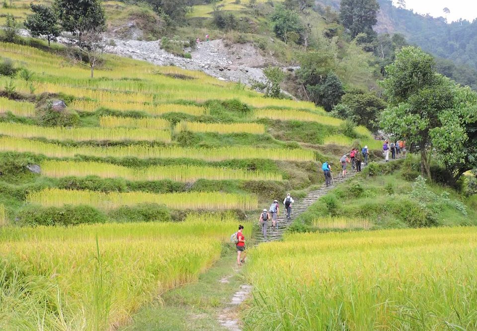 People hiking on a stone path through terraced green fields with trees and hills in the background.