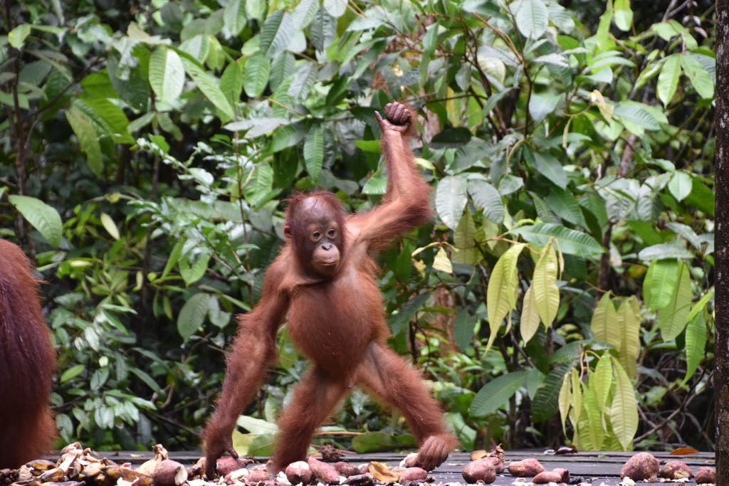 A young orangutan stands on a platform with scattered fruit, surrounded by dense green foliage in the background.