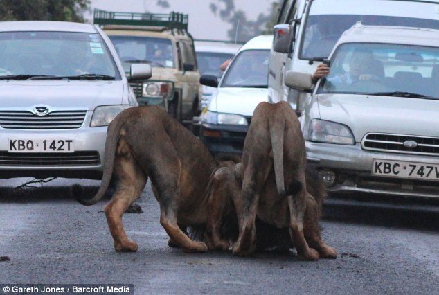 No rush: As more cars were brought to a standstill, the lions rolled around on the tarmac