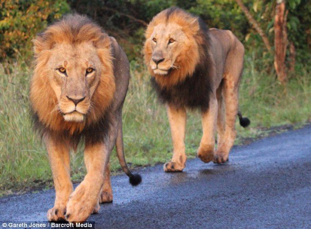Casual stroll: The pair stopped traffic for a full ten minutes before they slowly made their way off the road