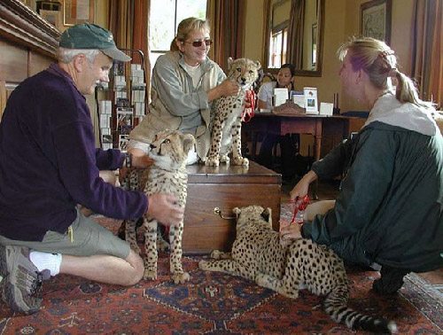 Four people interact with three cheetahs indoors. The cheetahs are on leashes, and the setting includes furniture and a rug.