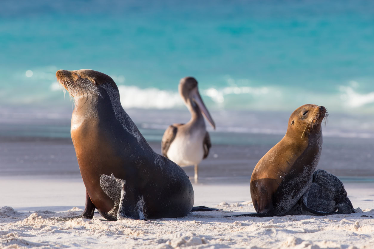 Two sea lions rest on a sandy beach while a pelican stands nearby, with the ocean in the background.