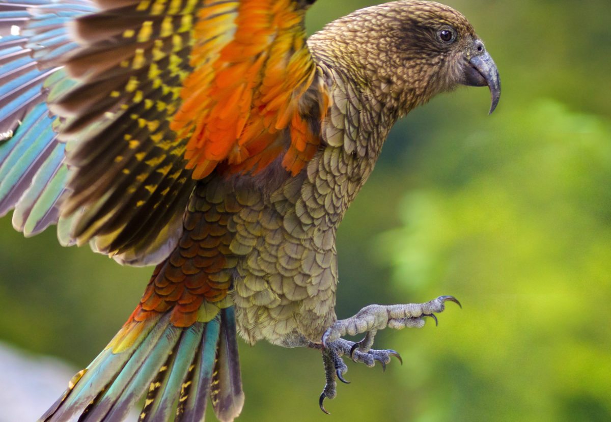 Parrot in flight with vibrant green, orange, and blue feathers, captured with wings spread against a blurred green background.