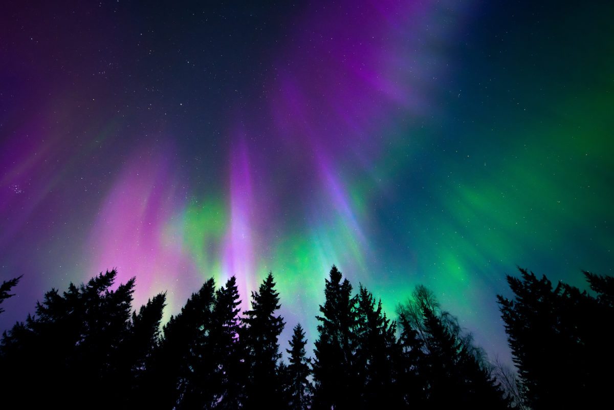 Colorful aurora borealis lights up the night sky above a silhouette of tall pine trees.