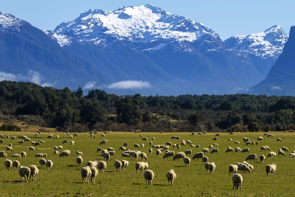 Sheep grazing in a grassy field with tall mountains covered in snow in the background.