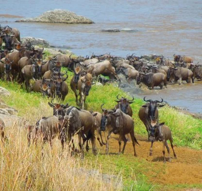 A group of wildebeests crossing a river, with some on the riverbank and others in the water. Grassy terrain and a rocky outcrop are visible in the background.