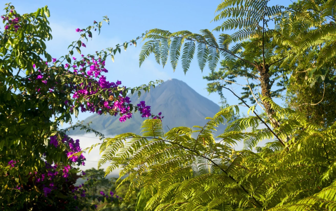 Volcano peak in the distance framed by lush green foliage and vibrant purple flowers.