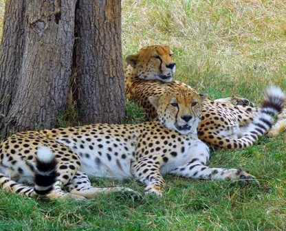 Two cheetahs lying in the grass under a tree, one resting its head on the other's back.