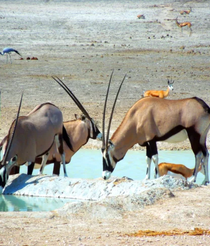 Three gemsboks drinking at a waterhole with a few antelopes in the background on a dry, sandy landscape.