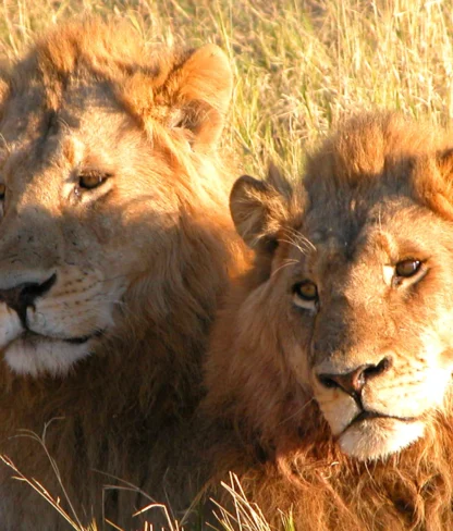 Two male lions rest in the grass, their manes slightly ruffled, under soft daylight.