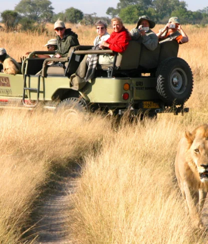 A group of people in a safari vehicle observe a lion walking on a dirt path in a grassy landscape.