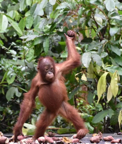 A young orangutan stands on a platform with scattered fruit, surrounded by dense green foliage in the background.