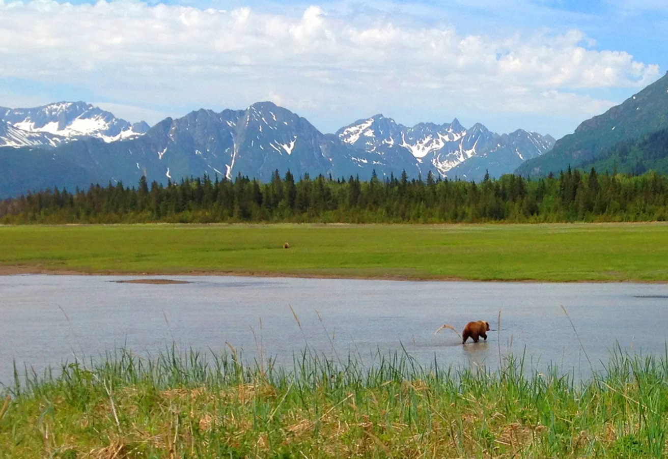 A bear wades through a river in a grassy field with snow-capped mountains and a forest in the background under a partly cloudy sky.