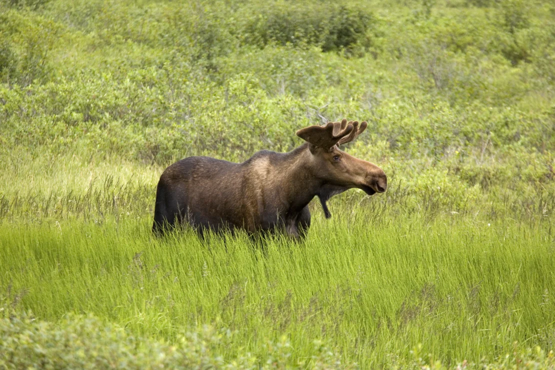 A moose stands in a lush green field surrounded by dense vegetation.
