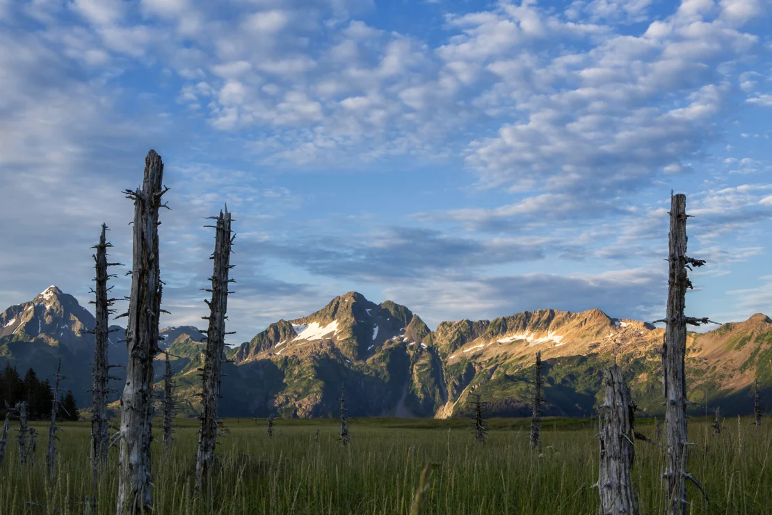 Mountain landscape with snow patches, grassy field, and dead tree trunks in the foreground under a sky with scattered clouds.