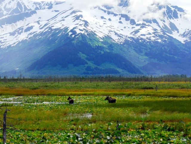 Two moose stand in a marsh with green vegetation, set against a backdrop of snow-capped mountains and cloudy skies.