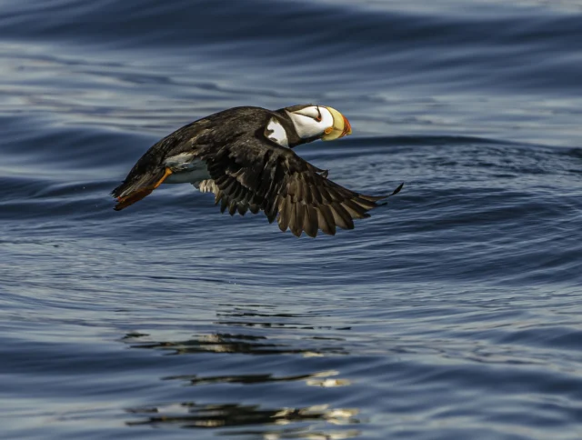 A puffin with a colorful beak flies low over the rippling ocean water.