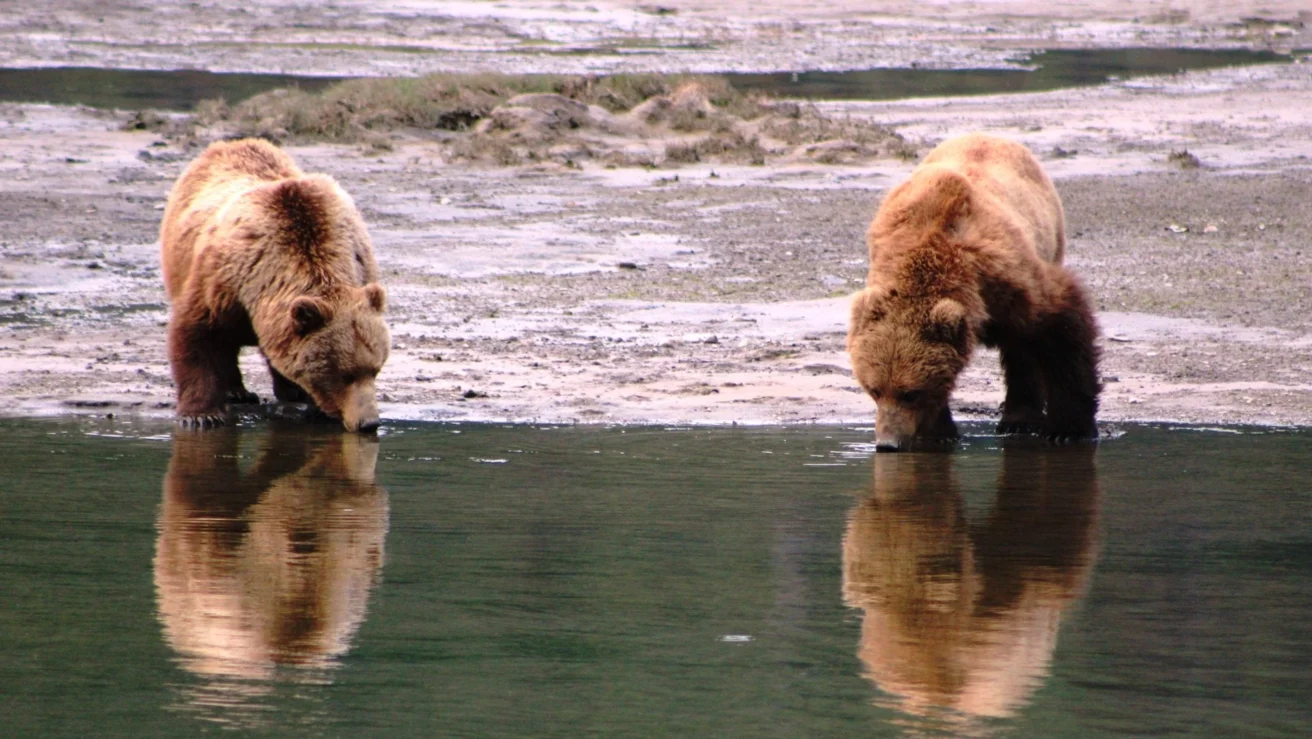 Two brown bears drink from a shallow body of water, standing on a mudflat, with their reflections visible.
