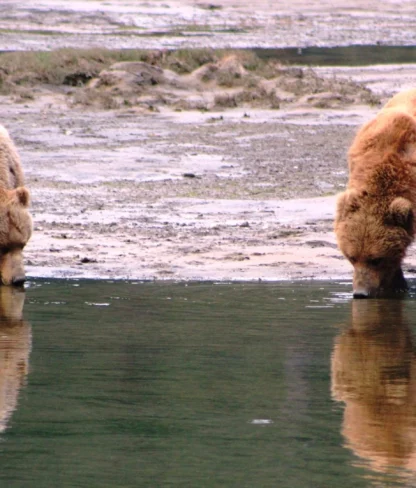 Two brown bears drink from a shallow body of water, standing on a mudflat, with their reflections visible.