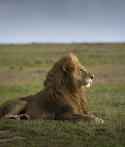 A lion with a mane lying on grassy plains under a cloudy sky.