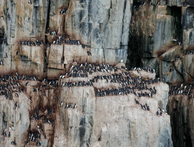 A large flock of seabirds nesting on steep rocky cliffs, with dozens of birds perched closely together on the ledges.