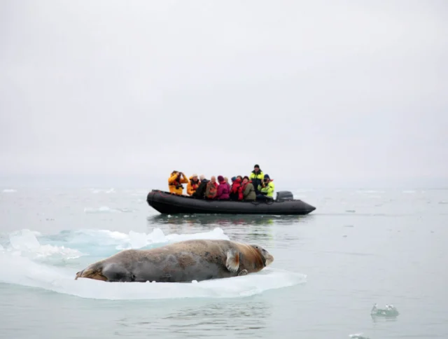 A group of people in a rubber boat observe a seal resting on an ice floe in a calm, icy body of water.