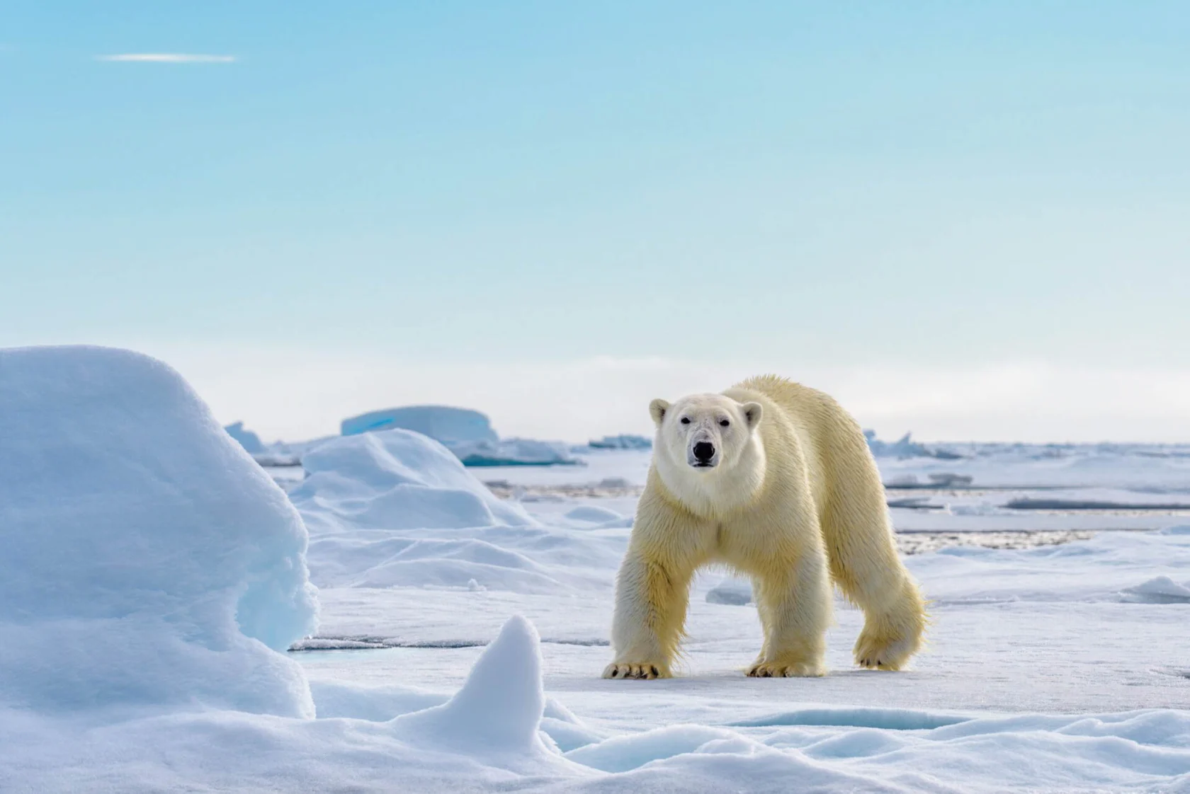 A polar bear stands on a snowy ice floe under a clear blue sky.