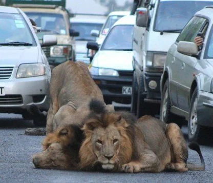 Amateur South African snapper Gareth Jones was one of the drivers stuck in the traffic jam last month and decided to get out and photograph the unique scene at 6.40 a.m.