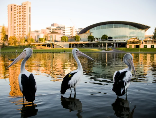 Three pelicans stand in shallow water with a cityscape and modern buildings in the background.