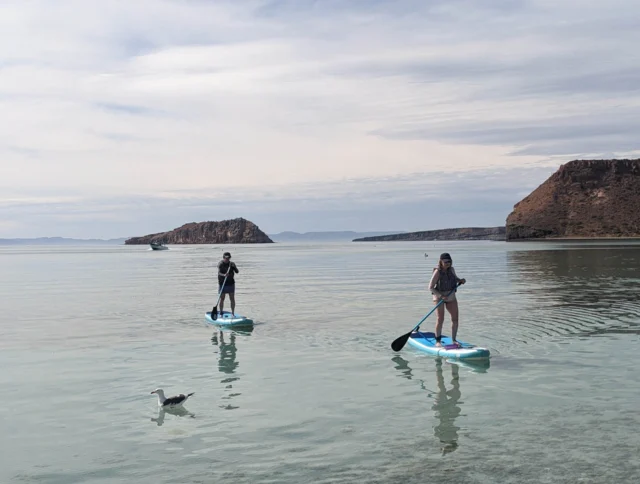 Two people paddleboarding on calm, clear water with rocky islands in the background and a bird swimming nearby under a cloudy sky.