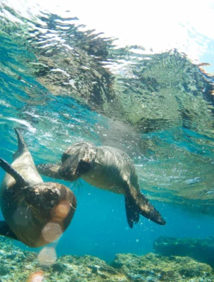 Two sea lions play underwater near the ocean floor, surrounded by clear blue water and rays of sunlight.