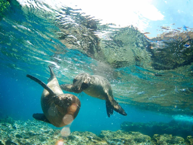 Two sea lions play underwater near the ocean floor, surrounded by clear blue water and rays of sunlight.