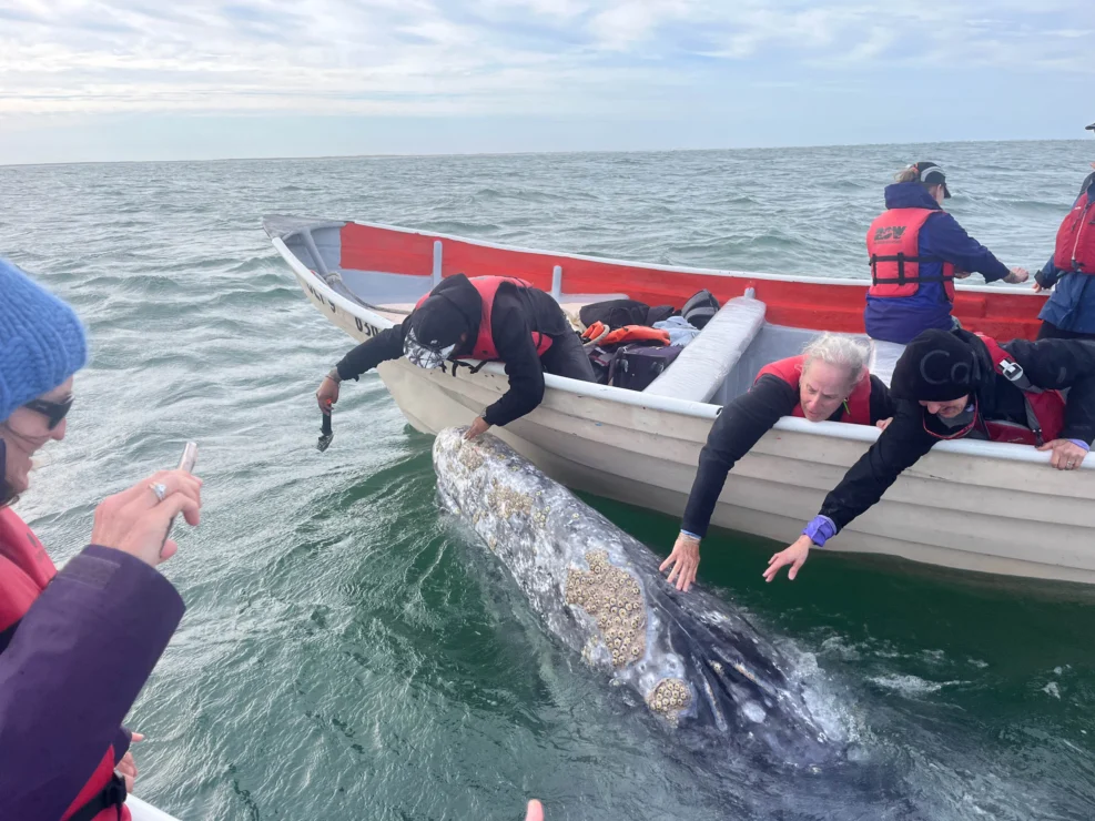 People in a boat reach out to touch a gray whale in the water.