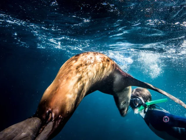 A diver swims underwater near a sea lion, both surrounded by clear blue water.