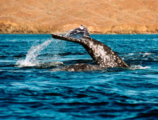 A whale's tail emerges from the ocean, with rocky hills in the background.
