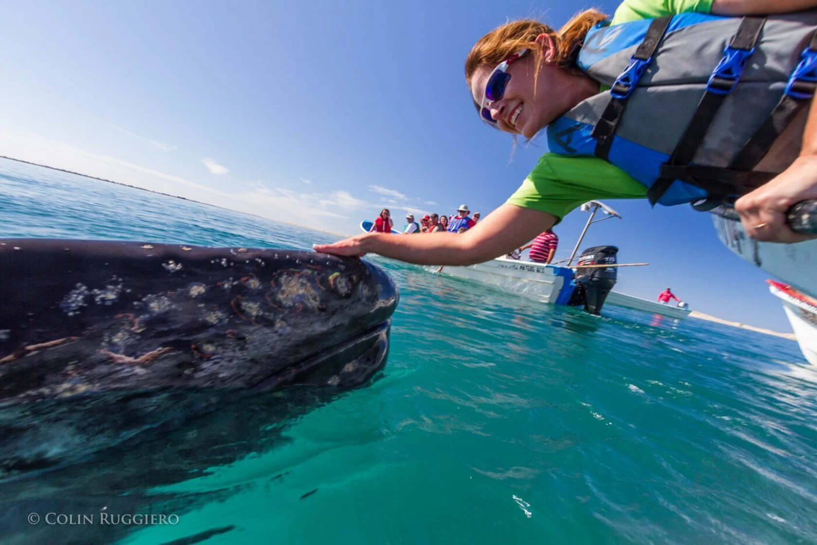 A person in a life vest leans from a boat to touch a surfacing gray whale. Another boat with people observing is in the background.
