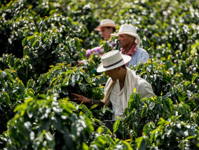 Three people in hats work among green bushes in a field.