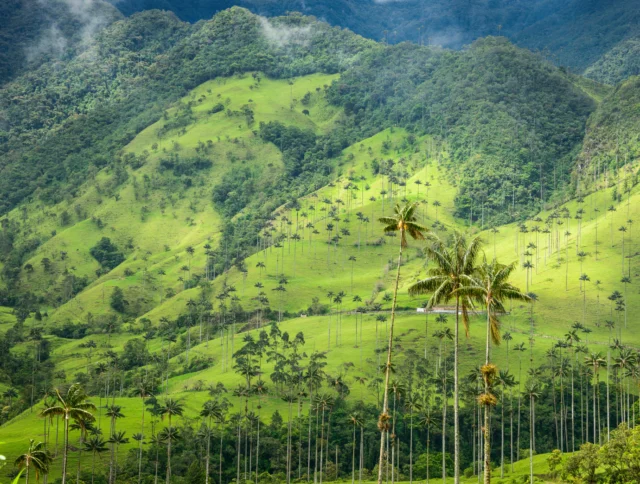 A lush green valley with hills and tall, scattered palm trees under a cloudy sky.