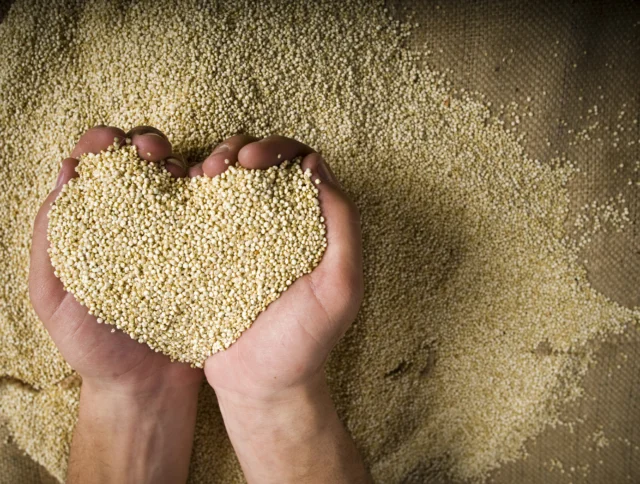 Hands holding a heart-shaped pile of quinoa with more quinoa scattered on a burlap surface.