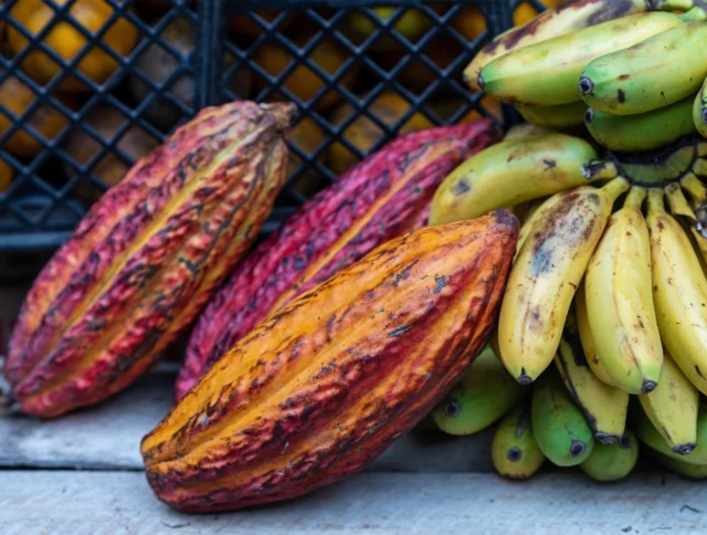 Cacao pods and ripe bananas on display, with a lattice background and wooden surface.