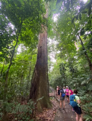 A group of people stands on a path in a dense forest, observing a large tree with extensive roots.