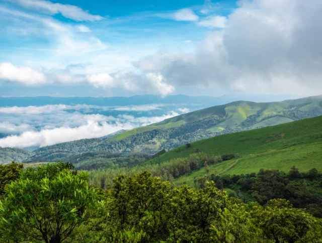 Lush Coorg India