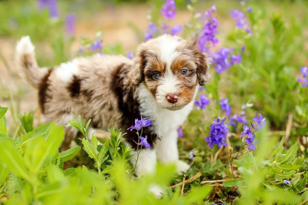 A fluffy puppy with a mottled brown and white coat stands among purple flowers in a grassy field.