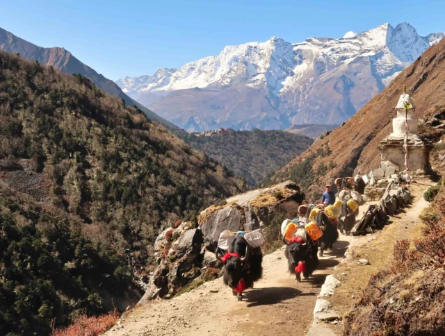 Yaks carrying goods up the trail to Pangboche next to a stupa, in the back Tengoche, Tangboche village in front of Mount Kongde Ri.