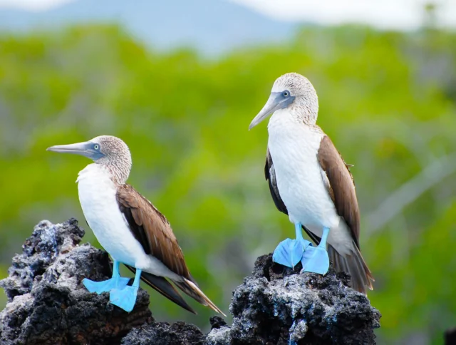 Two blue-footed boobies stand on rocky ground, with green foliage in the background.