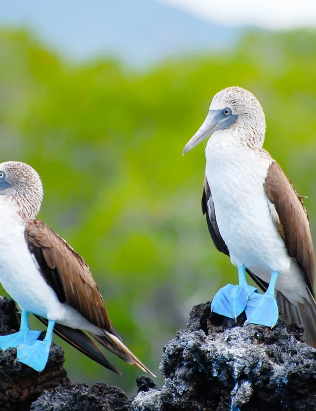 Two blue-footed boobies stand on rocky ground, with green foliage in the background.