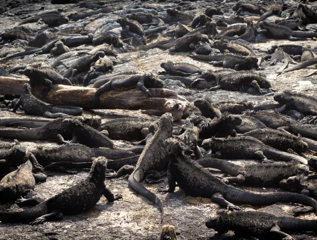 Numerous marine iguanas are gathered on a rocky shore, with some resting on a log.