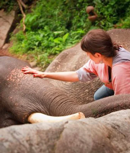 A person in a pink shawl gently pets a resting elephant in a rocky, green setting.