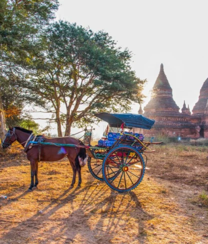 A horse-drawn carriage stands in front of ancient brick pagodas and trees under a clear sky, with sunlight illuminating the scene.
